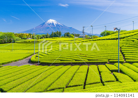 (静岡県)もえぎ色が美しい、富士市・天間の茶畑越しに富士山 (静岡県)もえぎ色が美しい、富士市・天間の茶畑越しに富士山 114091141