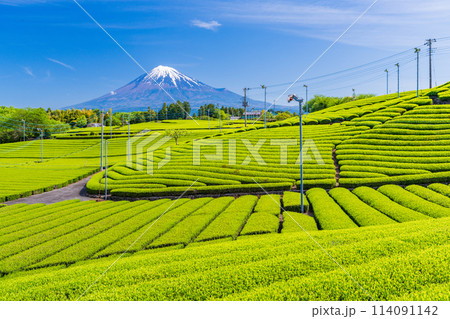 （静岡県）もえぎ色が美しい、富士市・天間の茶畑越しに富士山 114091142