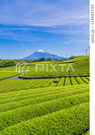(静岡県)もえぎ色が美しい、富士市・天間の茶畑越しに富士山 (静岡県)もえぎ色が美しい、富士市・天間の茶畑越しに富士山 114091143