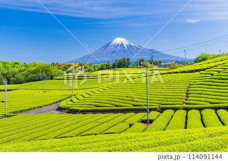 （静岡県）もえぎ色が美しい、富士市・天間の茶畑越しに富士山 114091144