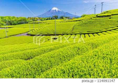 （静岡県）もえぎ色が美しい、富士市・天間の茶畑越しに富士山 114091147