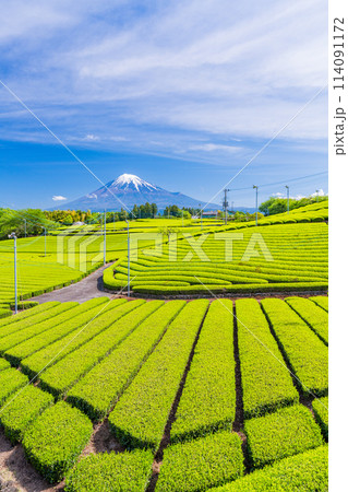（静岡県）もえぎ色の幾何学模様が美しい、富士市・天間の茶畑越しに富士山 114091172