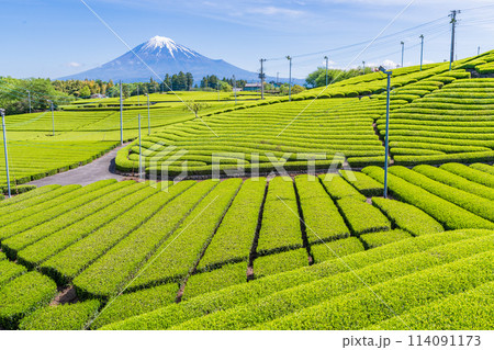 （静岡県）もえぎ色の幾何学模様が美しい、富士市・天間の茶畑越しに富士山 114091173