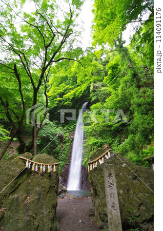 鮮やかな新緑『養老の滝・岐阜県』 114091176