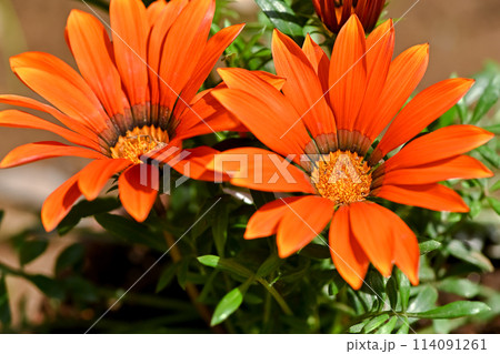 ガザニア 114091261