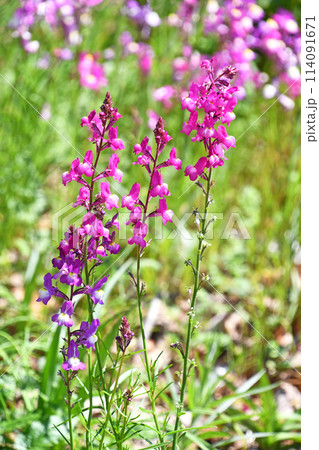 リナリア（姫金魚草） 114091671