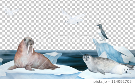 Seamless frame of banner with walrus, seal, guillemot and seagull watercolor illustration on ice , iceberg and blue sea on background. Horizontal format, for children wallpaper and room decor Seamless frame of banner with walrus, seal, guillemot and seagull watercolor illustration on ice , iceberg and blue sea on background. Horizontal format, for children wallpaper and room decor 114091703