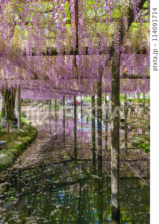 満開の藤の花(九尺藤)・天王川公園 満開の藤の花(九尺藤)・天王川公園 114091714