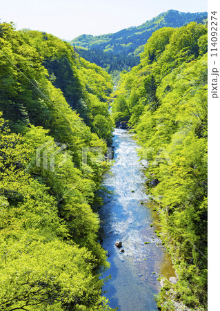 新緑の広瀬川 114092274