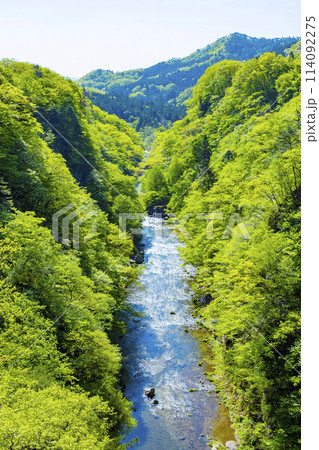 新緑の広瀬川 114092275