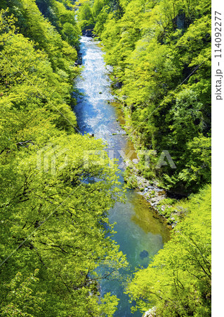 新緑の広瀬川 114092277