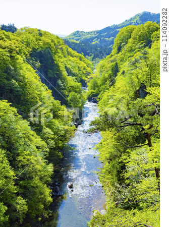 新緑の広瀬川 114092282