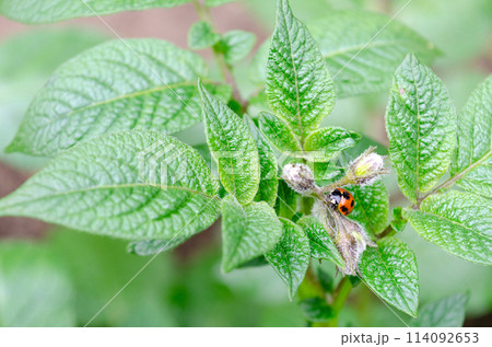 ジャガイモの葉の上を移動するテントウムシ ジャガイモの葉の上を移動するテントウムシ 114092653
