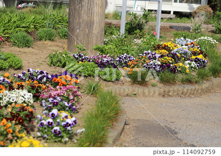 春の公園に咲く色とりどりのパンジーの花 114092759