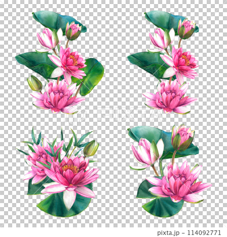 Pink water lily flowers with green leaves, bamboo twigs. Hand drawn watercolor illustration of lotus on isolated background. Botanical drawing for the design of invitations, cards, posters, fabrics. 114092771