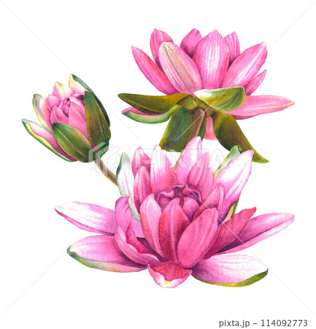 Pink water lily flowers. Hand drawn watercolor illustration of lotus on isolated background. Botanical composition. Floral drawing of a blooming sacred plant for spa or zen design, cards, posters. Pink water lily flowers. Hand drawn watercolor illustration of lotus on isolated background. Botanical composition. Floral drawing of a blooming sacred plant for spa or zen design, cards, posters. 114092773