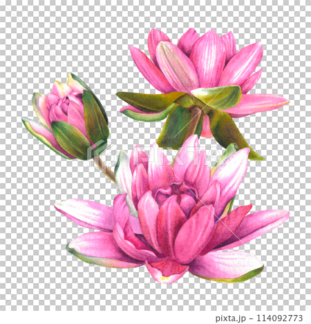 Pink water lily flowers. Hand drawn watercolor illustration of lotus on isolated background. Botanical composition. Floral drawing of a blooming sacred plant for spa or zen design, cards, posters. Pink water lily flowers. Hand drawn watercolor illustration of lotus on isolated background. Botanical composition. Floral drawing of a blooming sacred plant for spa or zen design, cards, posters. 114092773