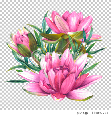 Pink water lily flowers with green bamboo twigs. Hand drawn watercolor illustration of lotus on isolated background. Botanical drawing of blooming sacred plant for spa or Zen design, cards, posters. Pink water lily flowers with green bamboo twigs. Hand drawn watercolor illustration of lotus on isolated background. Botanical drawing of blooming sacred plant for spa or Zen design, cards, posters. 114092774