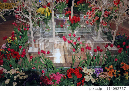 チューリップ 114092787