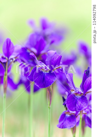 滝沢川河川公園のアヤメ・南アルプス市 114092798