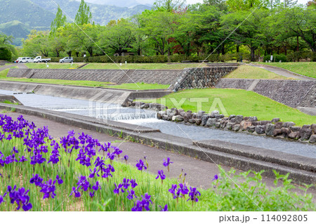滝沢川河川公園のアヤメ・南アルプス市 114092805