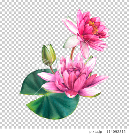 Pink water lily flowers with green leaves. Hand drawn watercolor illustration of lotus on isolated background. Exotic flower bouquet for spa, zen or wedding design. Botanical drawing of a sacred plant Pink water lily flowers with green leaves. Hand drawn watercolor illustration of lotus on isolated background. Exotic flower bouquet for spa, zen or wedding design. Botanical drawing of a sacred plant 114092813