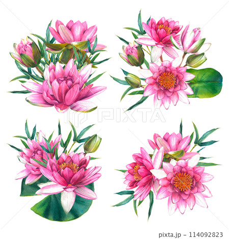 Pink water lily flowers with green leaves, bamboo twigs. Hand drawn watercolor illustration of lotus on isolated background. Botanical drawing for the design of invitations, cards, posters, fabrics. 114092823