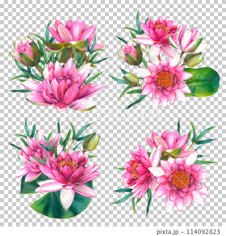 Pink water lily flowers with green leaves, bamboo twigs. Hand drawn watercolor illustration of lotus on isolated background. Botanical drawing for the design of invitations, cards, posters, fabrics. 114092823