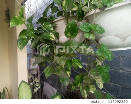 green plants in pots 114092829
