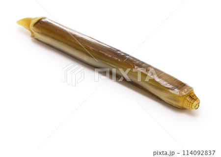 マテガイ マテガイ 114092837