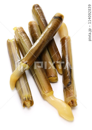 マテガイ マテガイ 114092839