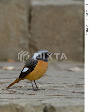 羽にハート模様のジョウビタキ(オス) 羽にハート模様のジョウビタキ(オス) 114093221