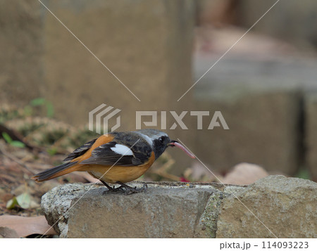 ミミズを捉えたジョウビタキ(オス) ミミズを捉えたジョウビタキ(オス) 114093223