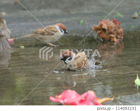 水浴びするスズメ 114093231