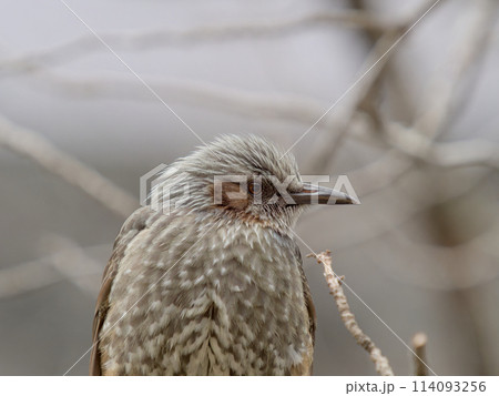 ヒヨドリの横顔 ヒヨドリの横顔 114093256