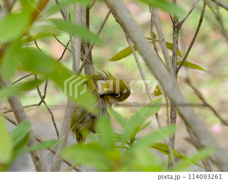 植え込みの中で羽繕いするメジロ 植え込みの中で羽繕いするメジロ 114093261