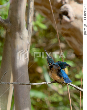 伸びをするカワセミ 伸びをするカワセミ 114093268