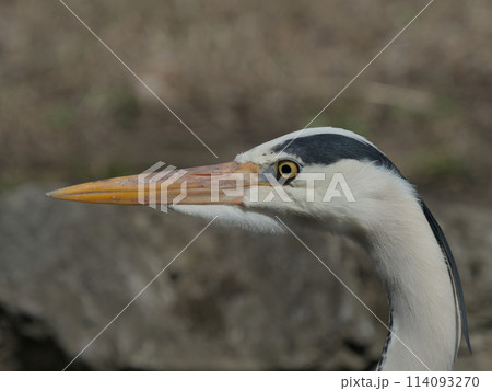 アオサギの横顔 アオサギの横顔 114093270