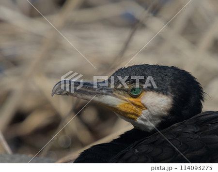 カワウの横顔 カワウの横顔 114093275