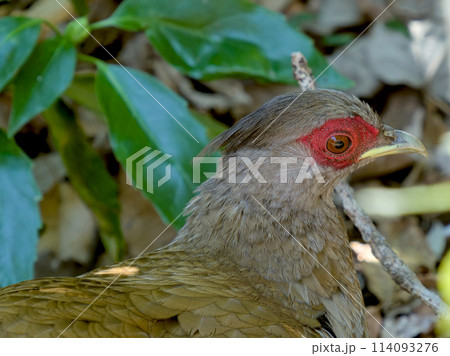 ハッカン(メス)の横顔 ハッカン(メス)の横顔 114093276