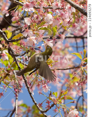 羽を広げながら桜の蜜を吸うメジロ 114093279