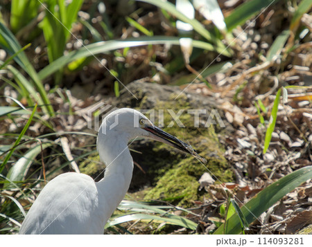 エビを捉えたコサギ エビを捉えたコサギ 114093281