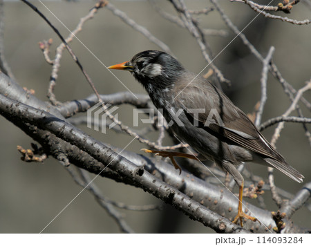 跳ねるように枝の上を走るムクドリ 跳ねるように枝の上を走るムクドリ 114093284