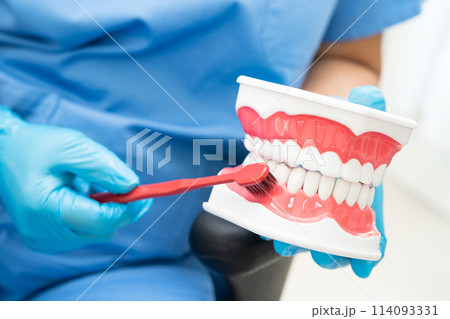 Asian dentist cleaning teeth of dental model with tooth brush for patient and studying about dentistry. Asian dentist cleaning teeth of dental model with tooth brush for patient and studying about dentistry. 114093331