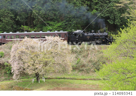 真岡鐵道「残念桜と天矢場峠を力走するSLもおか号」 真岡鐵道「残念桜と天矢場峠を力走するSLもおか号」 114093341