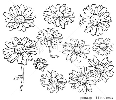 マーガレットの花の線画のセット マーガレットの花の線画のセット 114094603