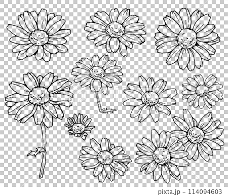 マーガレットの花の線画のセット マーガレットの花の線画のセット 114094603