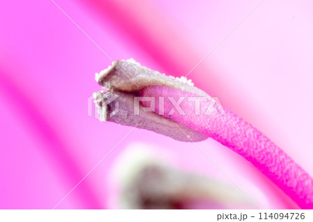 ツツジの雄蕊のクローズアップ 114094726