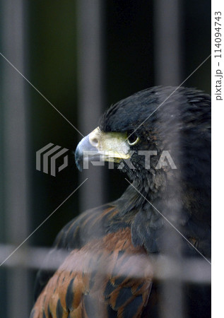 モモアカノスリ モモアカノスリ 114094743