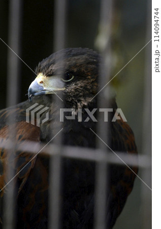 モモアカノスリ 114094744